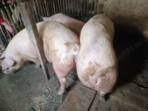 Porci 150-300kg de Tăiat  - imagine 6