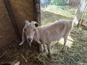 Vand 1 tap si 3 iezi