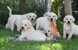 pui Labrador Retriever din parinti campioni, complet testati, Pedigree de top