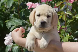 pui Labrador Retriever din parinti campioni, complet testati, Pedigree de top - imagine 4