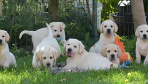 pui Labrador Retriever din parinti campioni, complet testati, Pedigree de top - imagine 2