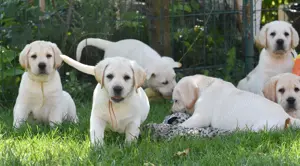 pui Labrador Retriever din parinti campioni, complet testati, Pedigree de top - imagine 3