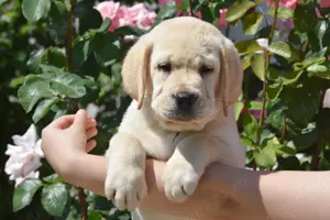 pui Labrador Retriever din parinti campioni, complet testati, Pedigree de top - imagine 5