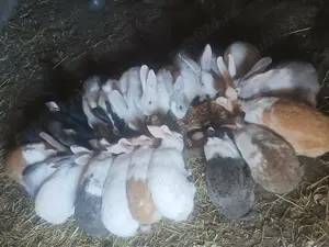 Vand iepurasi drăgălași de casa - imagine 2