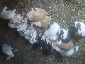 Vand iepurasi drăgălași de casa