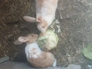 Vand iepurasi drăgălași de casa - imagine 3