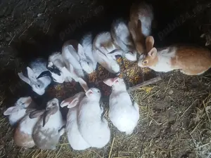 Vand iepurasi drăgălași de casa - imagine 5