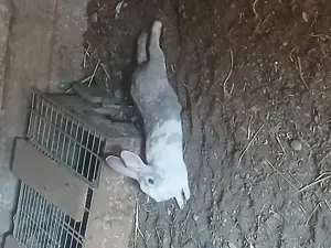 Vand iepurasi drăgălași de casa - imagine 4