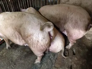 Porci rasă Pick între 110-300kg - imagine 7