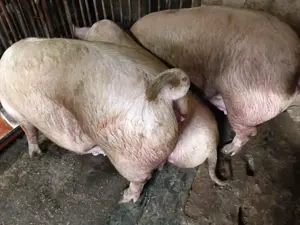 Porci rasă Pick între 110-300kg - imagine 8