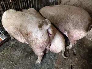 Porci rasă Pick între 110-300kg - imagine 9