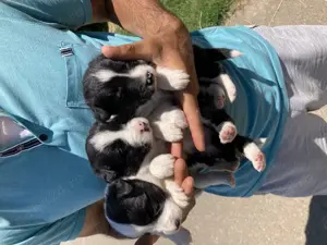 Catelusi border collie