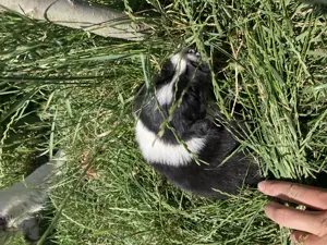 Catelusi border collie - imagine 3