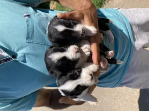 Catelusi border collie - imagine 2