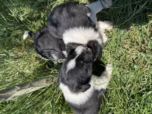 Catelusi border collie - imagine 4