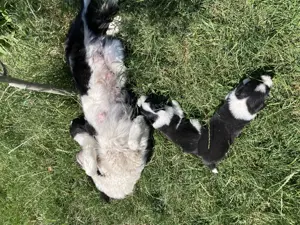 Catelusi border collie - imagine 5