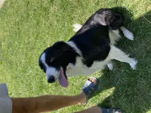 Cateii border collie - imagine 4