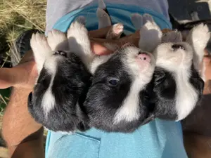 Cateii border collie - imagine 3