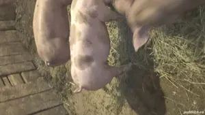 grăsuni pietrain belgian  - imagine 4