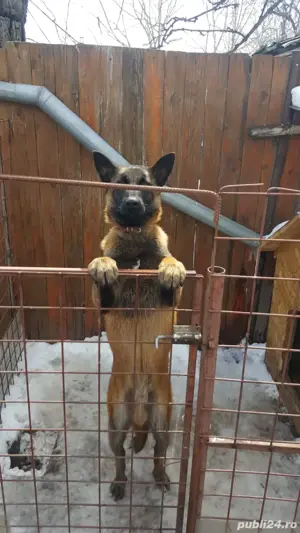 Ciobănesc Belgian Malinois - imagine 2 Ciobănesc Belgian Malinois - imagine 2