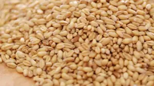 Porumb , grâu și porci de vânzare 