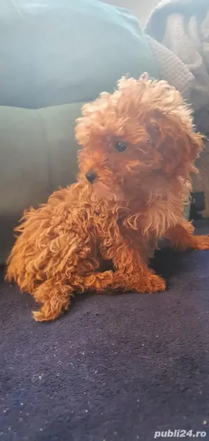 Pudel toy (caniche) - imagine 2