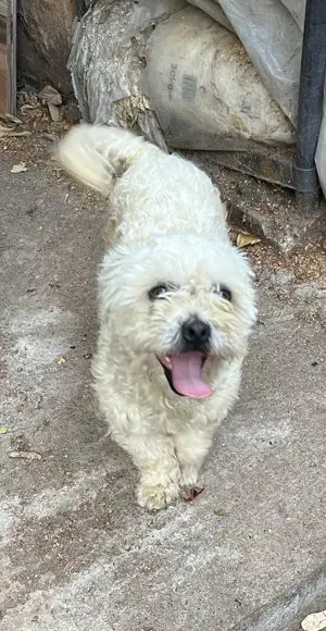 Metis bichon pui, gratuit 