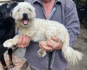 Metis bichon pui, gratuit  - imagine 5