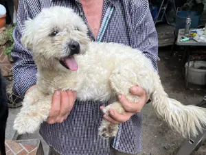 Metis bichon pui, gratuit  - imagine 4