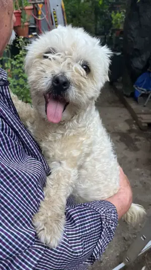 Metis bichon pui, gratuit  - imagine 3