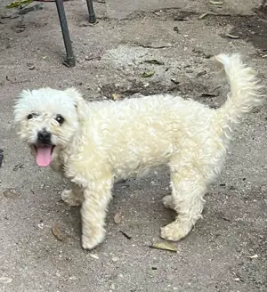 Metis bichon pui, gratuit  - imagine 2