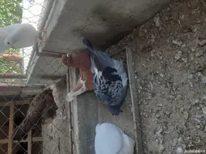 Porumbei mondaini francezi