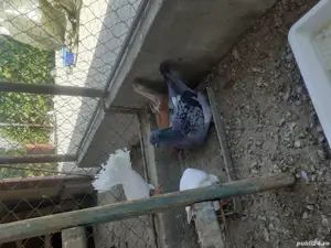 Porumbei mondaini francezi - imagine 3