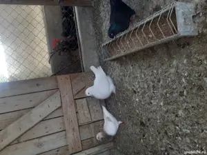 Porumbei mondaini francezi - imagine 5