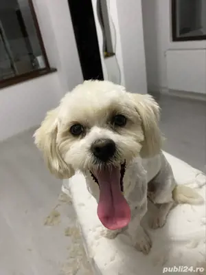 Tuns caini si pisici  - imagine 4