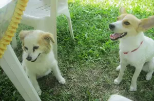  Oferim servicii de cazare, îngrijire, dedicate câinilor... alternativă pet hotel, fără cuşti ! - imagine 2