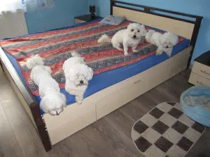  Oferim servicii de cazare, îngrijire, dedicate câinilor... alternativă pet hotel, fără cuşti ! - imagine 5