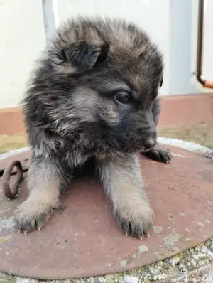 caine lup pui ciobanesc german