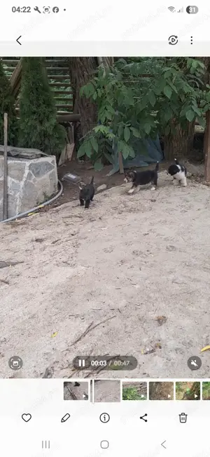 Donez catei schnauzer metis - imagine 2 Donez catei schnauzer metis - imagine 2