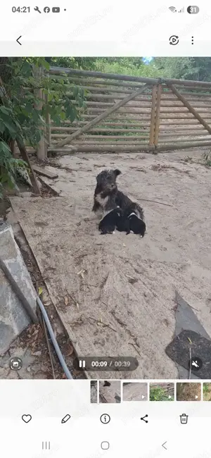 Donez catei schnauzer metis - imagine 3 Donez catei schnauzer metis - imagine 3