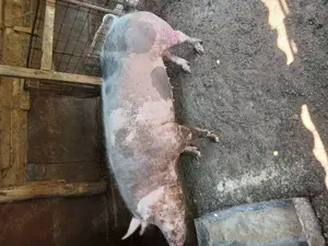 Vand sau schimb cu oi,  miei , 