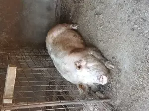 Vand sau schimb cu oi,  miei ,  - imagine 3