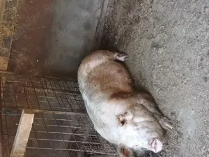 Vand sau schimb cu oi,  miei ,  - imagine 2