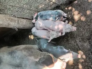 Vand sau schimb cu oi,  miei ,  - imagine 4