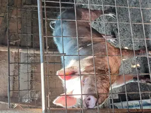 Vand sau schimb cu oi,  miei ,  - imagine 5