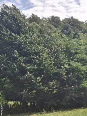 Teren-grădină  de vânzare ! - imagine 2