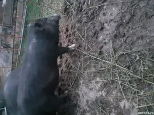 vând vier vietnamez