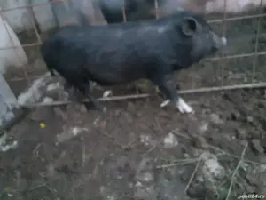 vând vier vietnamez - imagine 2 vând vier vietnamez - imagine 2