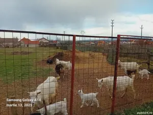 Vind 10 capre gestante 