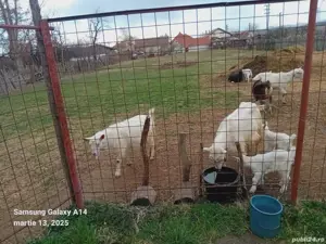 Vind 10 capre gestante  - imagine 2